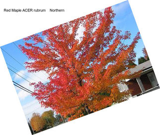 Red Maple ACER rubrum    Northern