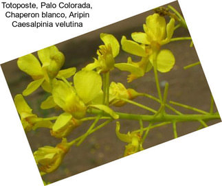 Totoposte, Palo Colorada, Chaperon blanco, Aripin Caesalpinia velutina