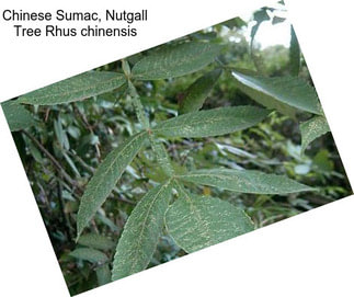 Chinese Sumac, Nutgall Tree Rhus chinensis
