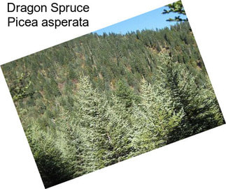Dragon Spruce Picea asperata