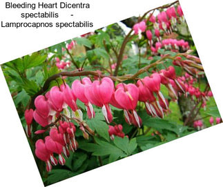 Bleeding Heart Dicentra spectabilis     - Lamprocapnos spectabilis