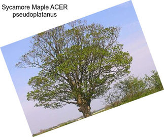 Sycamore Maple ACER pseudoplatanus