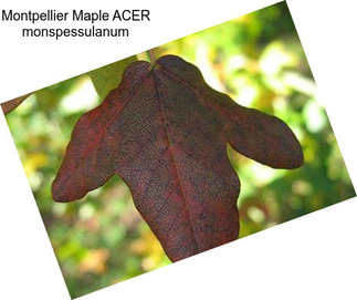 Montpellier Maple ACER monspessulanum