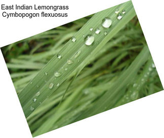 East Indian Lemongrass Cymbopogon flexuosus