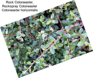 Rock Cotoneaster, Rockspray Cotoneaster Cotoneaster horizontalis