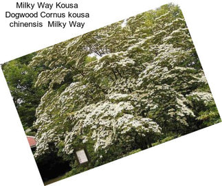 Milky Way Kousa Dogwood Cornus kousa chinensis  Milky Way