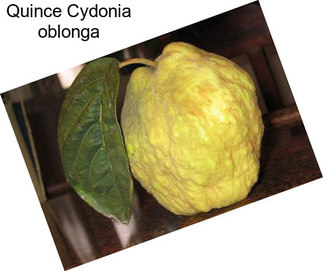 Quince Cydonia oblonga