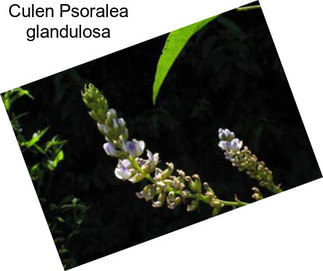 Culen Psoralea glandulosa