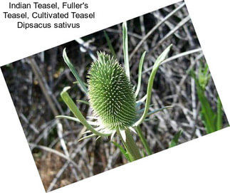 Indian Teasel, Fuller\'s Teasel, Cultivated Teasel Dipsacus sativus