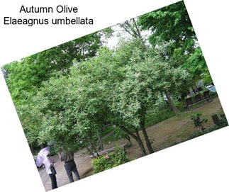 Autumn Olive Elaeagnus umbellata