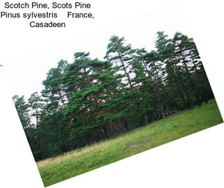 Scotch Pine, Scots Pine Pinus sylvestris    France, Casadeen
