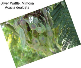 Silver Wattle, Mimosa Acacia dealbata