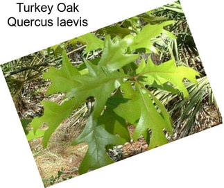 Turkey Oak Quercus laevis