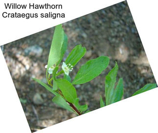 Willow Hawthorn Crataegus saligna