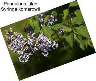 Pendulous Lilac Syringa komarowii