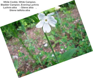 White Cockle, White Campion, Bladder Campion, Evening Lychnis Lychnis alba     - Silene alba    , Silene latifolia alba