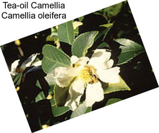 Tea-oil Camellia Camellia oleifera
