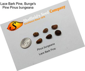 Lace Bark Pine, Bunge\'s Pine Pinus bungeana