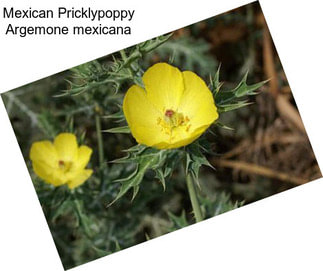 Mexican Pricklypoppy Argemone mexicana