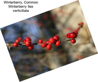Winterberry, Common Winterberry Ilex verticillata