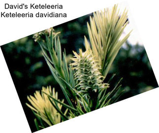 David\'s Keteleeria Keteleeria davidiana