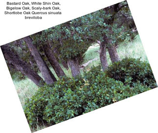 Bastard Oak, White Shin Oak, Bigelow Oak, Scaly-bark Oak, Shortlobe Oak Quercus sinuata  breviloba