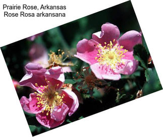 Prairie Rose, Arkansas Rose Rosa arkansana