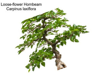 Loose-flower Hornbeam Carpinus laxiflora