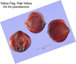 Yellow Flag, Pale Yellow Iris Iris pseudacorus