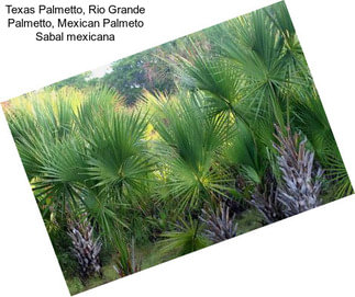 Texas Palmetto, Rio Grande Palmetto, Mexican Palmeto Sabal mexicana