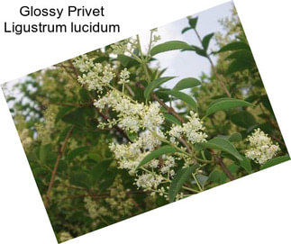 Glossy Privet Ligustrum lucidum