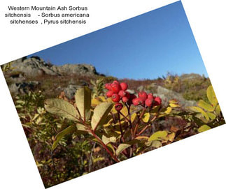 Western Mountain Ash Sorbus sitchensis     - Sorbus americana  sitchenses  , Pyrus sitchensis