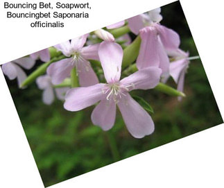 Bouncing Bet, Soapwort, Bouncingbet Saponaria officinalis