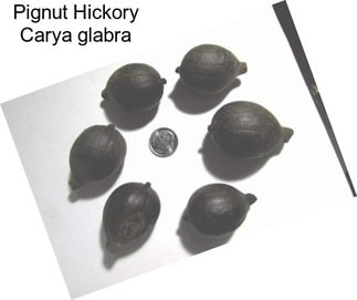 Pignut Hickory Carya glabra