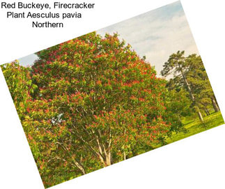 Red Buckeye, Firecracker Plant Aesculus pavia    Northern