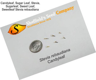 Candyleaf, Sugar Leaf, Stevia, Sugarleaf, Sweet Leaf, Sweetleaf Stevia rebaudiana