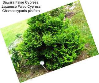 Sawara False Cypress, Japanese False Cypress Chamaecyparis pisifera