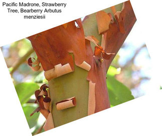 Pacific Madrone, Strawberry Tree, Bearberry Arbutus menziesii