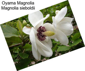 Oyama Magnolia Magnolia sieboldii