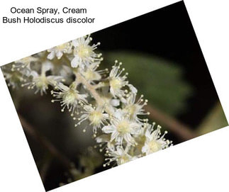 Ocean Spray, Cream Bush Holodiscus discolor