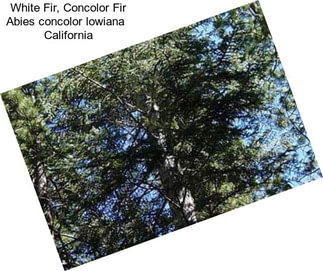 White Fir, Concolor Fir Abies concolor lowiana   California