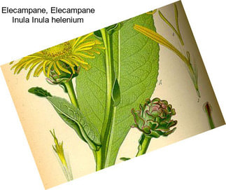 Elecampane, Elecampane Inula Inula helenium