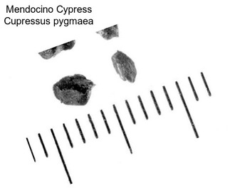 Mendocino Cypress Cupressus pygmaea