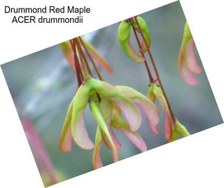 Drummond Red Maple ACER drummondii