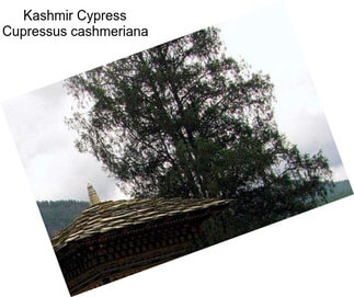Kashmir Cypress Cupressus cashmeriana