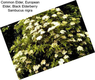 Common Elder, European Elder, Black Elderberry Sambucus nigra