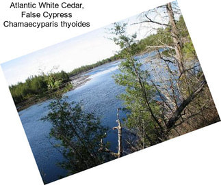 Atlantic White Cedar, False Cypress Chamaecyparis thyoides