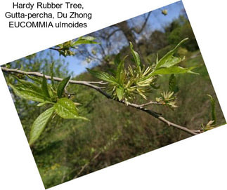 Hardy Rubber Tree, Gutta-percha, Du Zhong EUCOMMIA ulmoides
