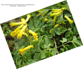 Yellow Corydalis, Yellow Rock Fumewort, Yellow Fumatory, Golden Bleeding Heart Corydalis lutea     - Pseudofumaria lutea