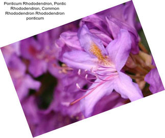 Ponticum Rhododendron, Pontic Rhododendron, Common Rhododendron Rhododendron ponticum